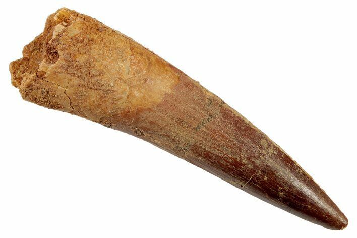 Spinosaurus Tooth - Real Dinosaur Tooth #192127